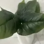 Изкуствено растение Cozevdnt в саксия ново, зелено, снимка 10