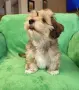 Хаванска болонка, снимка 1