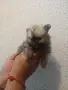 померан мини шпиц мъжко, снимка 5