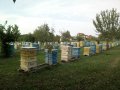 Български полифлорен пчелен мед 2023 -опаковки ~1кг. и ~25кг. (полски букет-слънчоглед), снимка 5