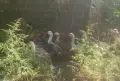 продава домашни гъски, снимка 2