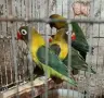 Разнообразие от папагали , снимка 17