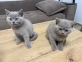Британски късокосмести котки, снимка 9