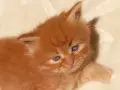 Сибирчета, сибирска котка, сибирски котенца, сибирско коте, хипоалергенни, червено момче, снимка 7