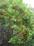 Ягодово дърво/Arbutus unedo (кумарка), снимка 6