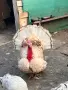 Продавам фиток — здрав и добре гледан. Подходящ за отглеждане. Или за месо, снимка 1