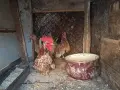 Шабо на различни възраст, снимка 3