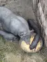 Виетнамски прасета, снимка 6