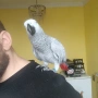 Папагал Жако, снимка 3