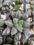 Haworthia Mirrorball, снимка 1 - Стайни растения - 38597743