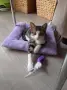 Подарявам малки котенца, снимка 9