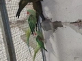 продавам папагали , снимка 5