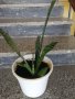 Цвете Сансевиера индийски меч, снимка 2