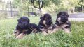 Немска овчарка, снимка 11