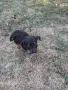 Adopt a puppy.4 кеченца бяха изхвърлени !търсим осиновители, снимка 5