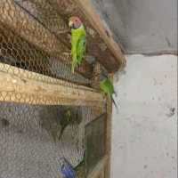 Продавам различни видове папагали, снимка 13 - Папагали - 42527505
