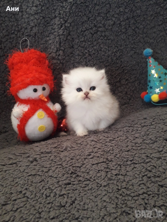 КОТЕНЦЕ МЕЧТА., снимка 1