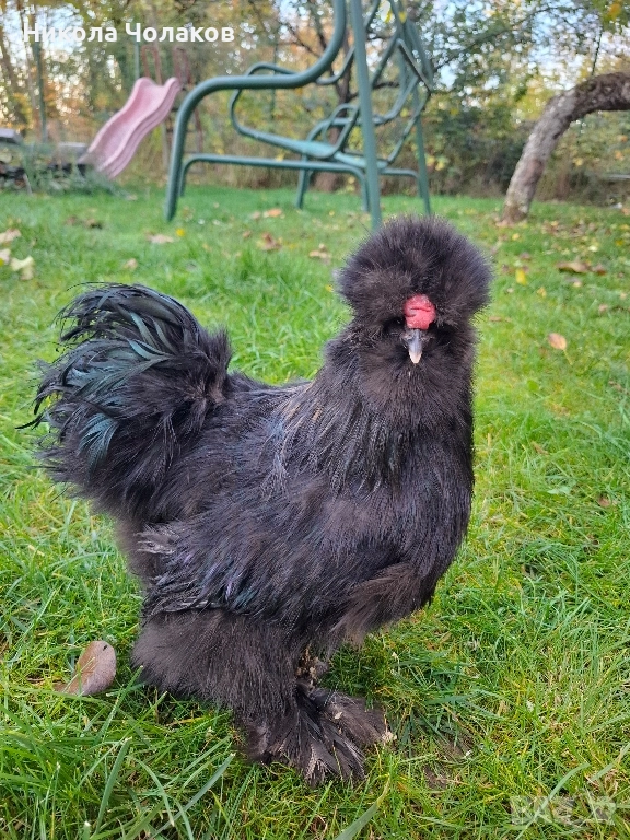 Американски копринки , снимка 1