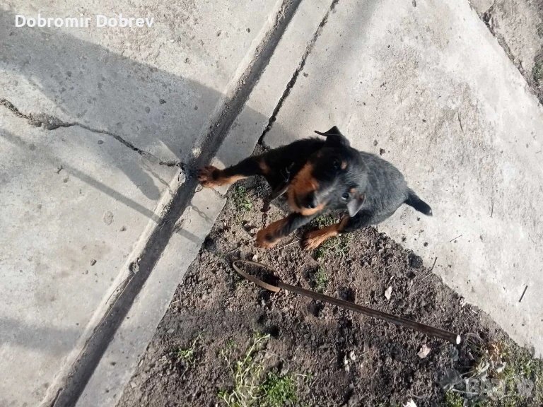  Продавам Ягтериер , снимка 1