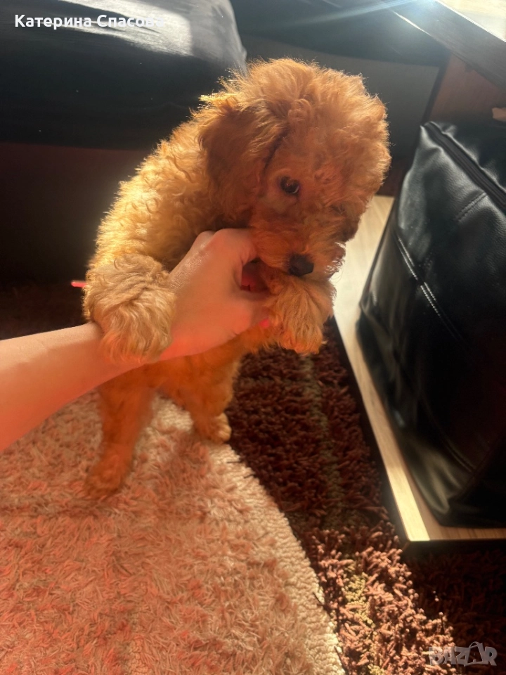 Мини пудел бебе, снимка 1