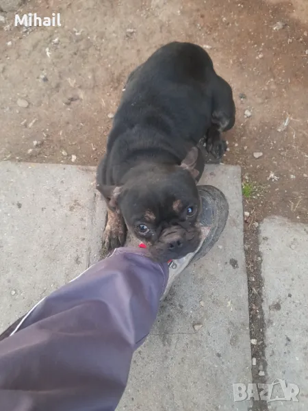 Продавам френски булдог , снимка 1