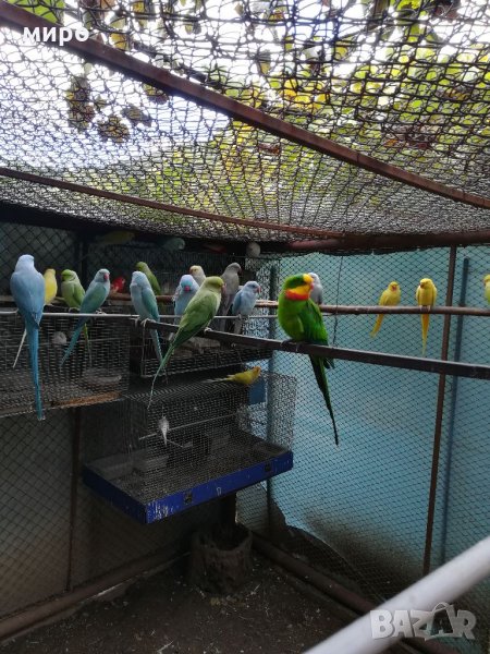 Различни видове папагали, Ферма " Meshi i Sie" , снимка 1
