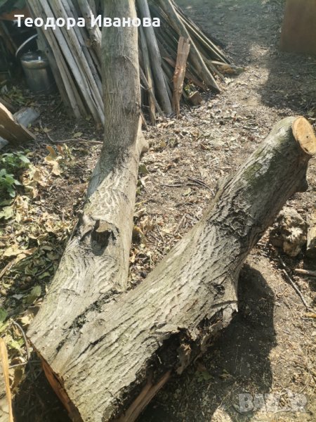 Орехов материал , снимка 1