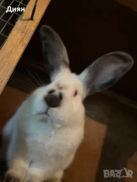 Калифорнийски зайци, снимка 1