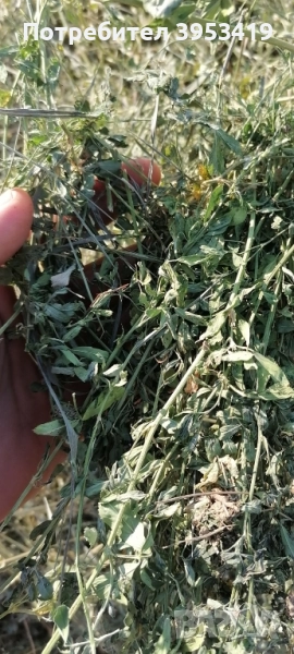 чиста люцерна за зайци, снимка 1