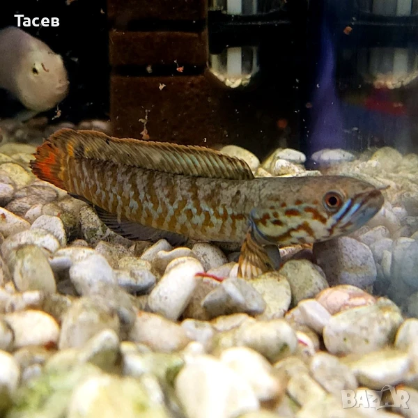 Змиеглав блехери 5-6см, снимка 1