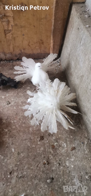 продавам фенерлии, снимка 1