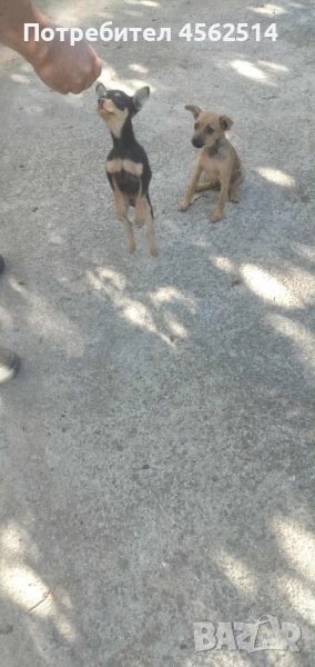 Продавам пинчери, снимка 1