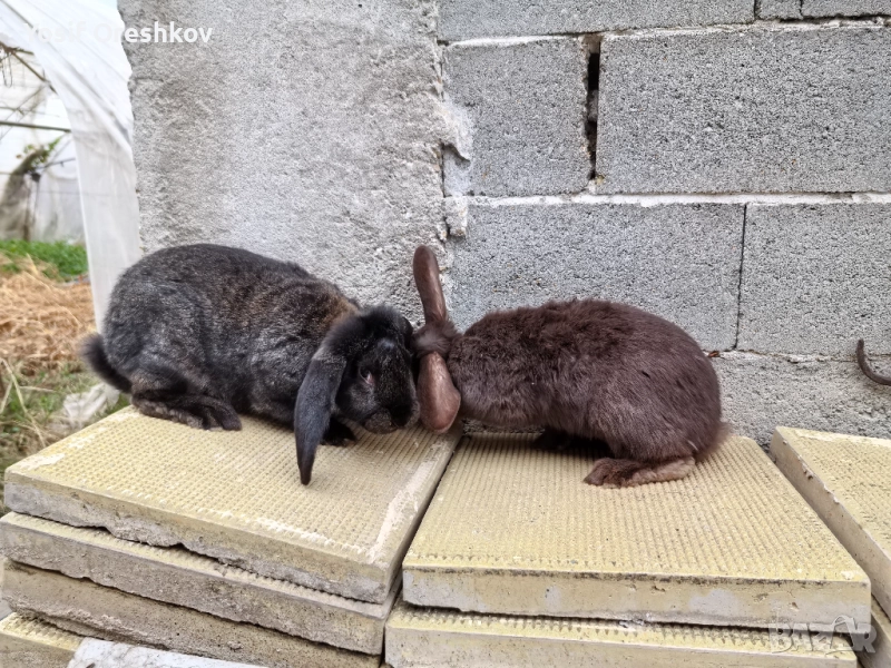 Смесени едри зайци! , снимка 1