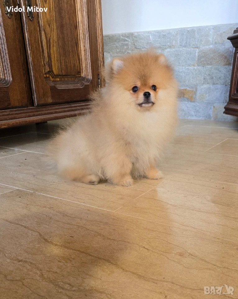 Мини Померан , снимка 1