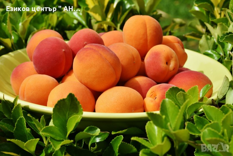 Английски език за земеделие и животновъдство, снимка 1