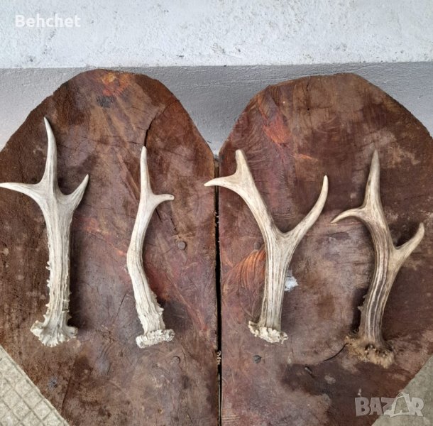 Трофей от сръндак, снимка 1