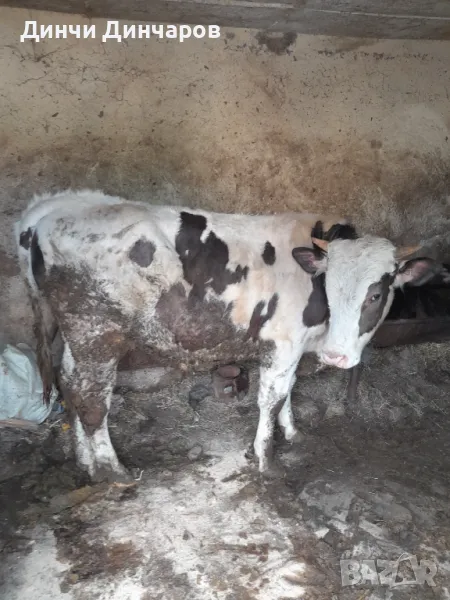 Продавам телета и прасета, снимка 1