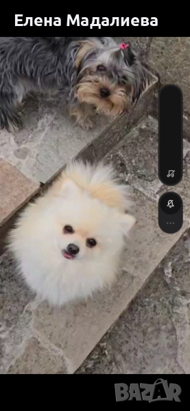 Померан. Момиче. , снимка 1