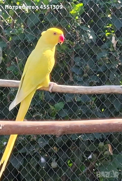 Папагал Малък Александър женски, снимка 1