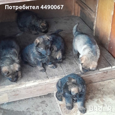 Немска овчарка - сивак, снимка 3 - Немска овчарка - 52977991