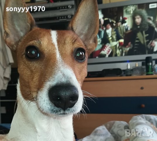 ДЖАК РЪСЕЛ 2910231651