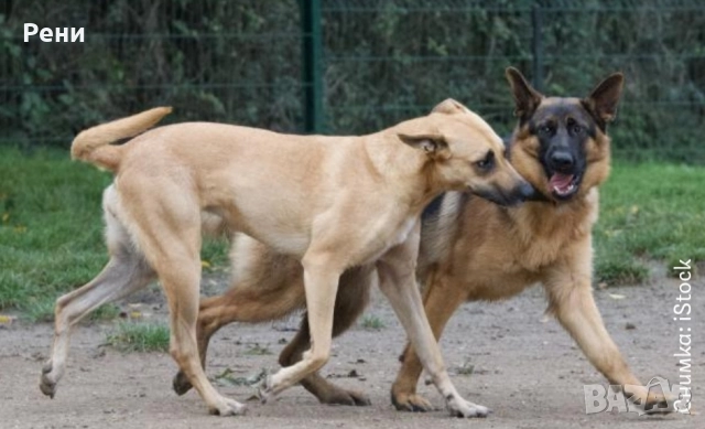 Разходка на кучета-12 лева! , снимка 3 - Други услуги - 52406977