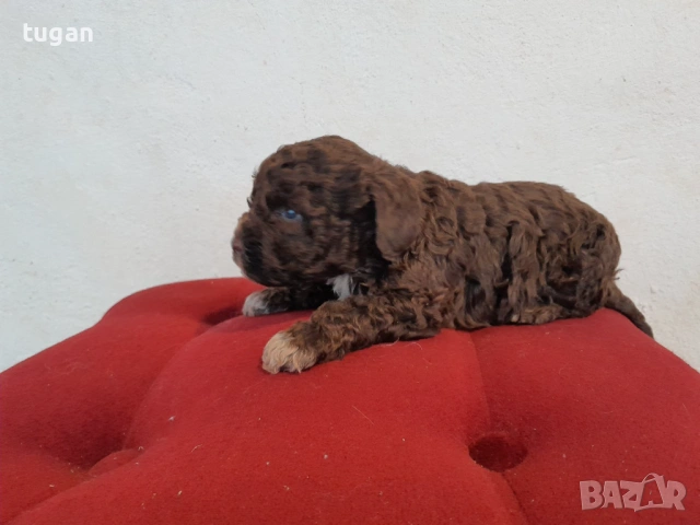 Бебета Лагото Романьоло / Lagotto Romagnolo, снимка 7 - Други - 54058824