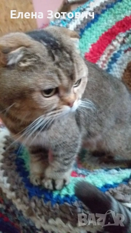 Шотландски котенца , снимка 18 - Други - 54288216