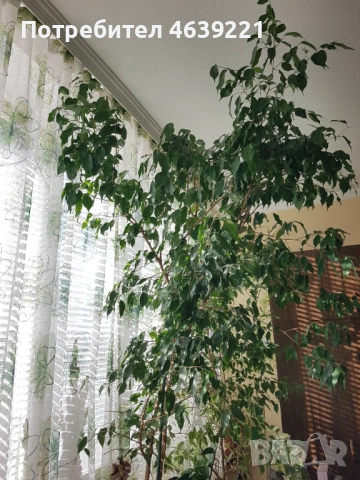 Бенджамин - 2 броя, снимка 2 - Стайни растения - 52259716