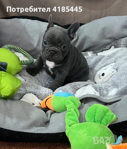 Френски булдог - МЪЖКИ, снимка 2 - Френски булдог - 53053018