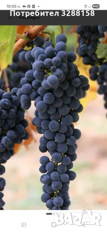 Грозде продавам, снимка 2 - Домашни продукти - 56079061