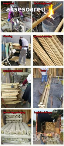 100 Семена от бамбук за паркет декорация мосо бамбо бамбукови семена за украса и дървен материал, снимка 13 - Сортови семена и луковици - 37774861