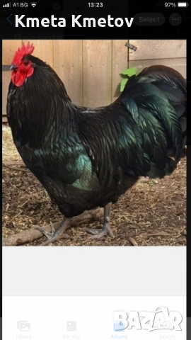 Домашни Петли, Кокошки, 8-18 месеца ., снимка 8 - Кокошки и пуйки - 53897169