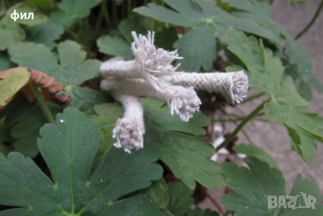 Фитил за спиртна лампа - за лаборатория, зъболекари, лекари!, снимка 3 - Лаборатория - 43757544